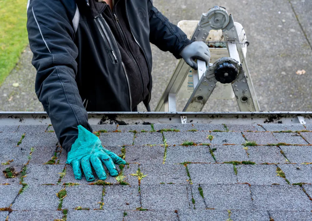 Moss, Algae & Lichen Removal in Portland - Zurc Construction